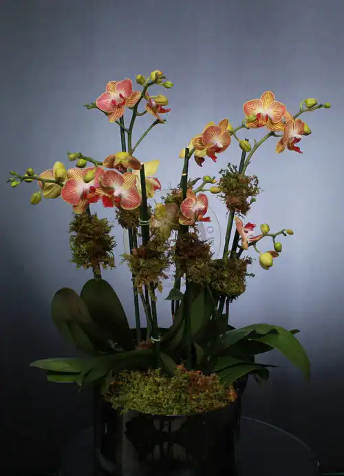 A potted arrangement of orange and yellow orchids with green leaves and moss, set against a dark, gradient background. Perfect for those seeking unique flowers for sale in Manhattan NYC, the blooms feature red veins and multiple blossoms per stem.