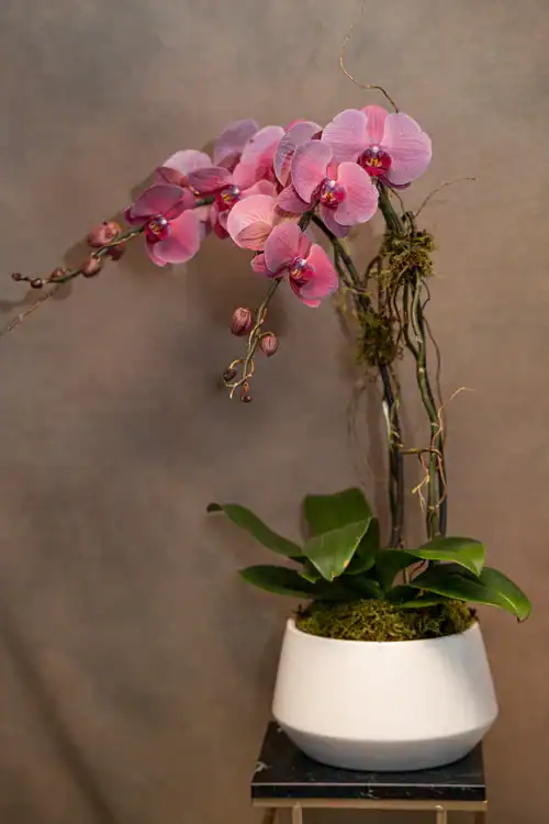 A white pot containing a Phalaenopsis orchid with arching stems of pink and purple flowers, green leaves, and moss, set against a neutral background—perfect for those seeking flowers for sale Manhattan NYC.