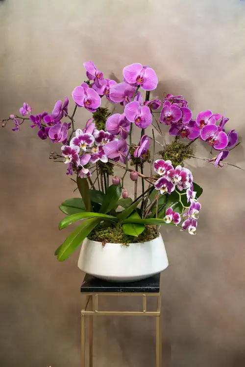 A white ceramic pot holds a lush arrangement of purple and white orchids with green leaves, displayed on a slender metal stand—an elegant display of flowers for sale Manhattan NYC.