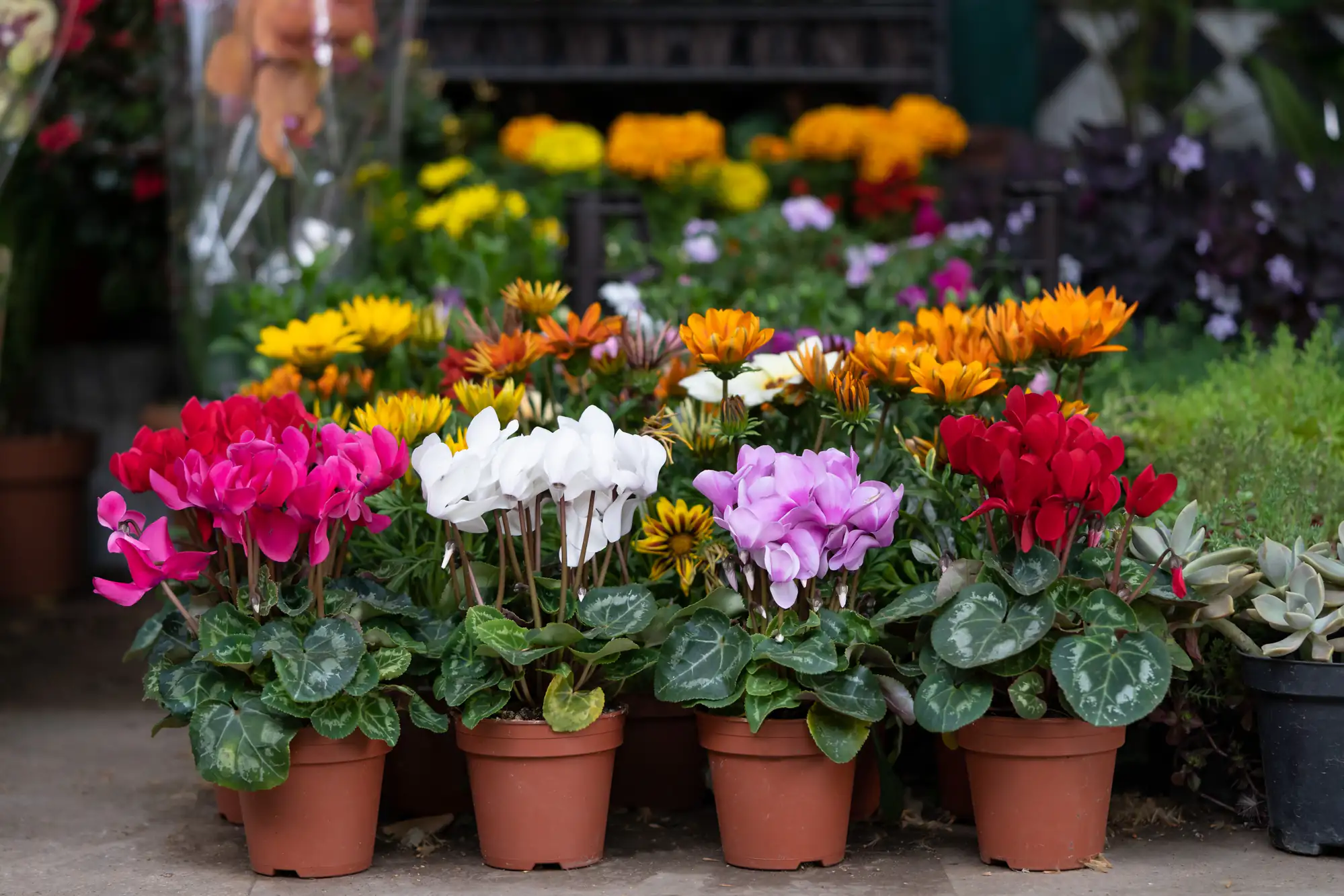 A display of potted flowers in a garden shop, featuring vibrant red, white, pink, yellow, and orange blooms with green leaves, arranged neatly on the ground in terra cotta pots.