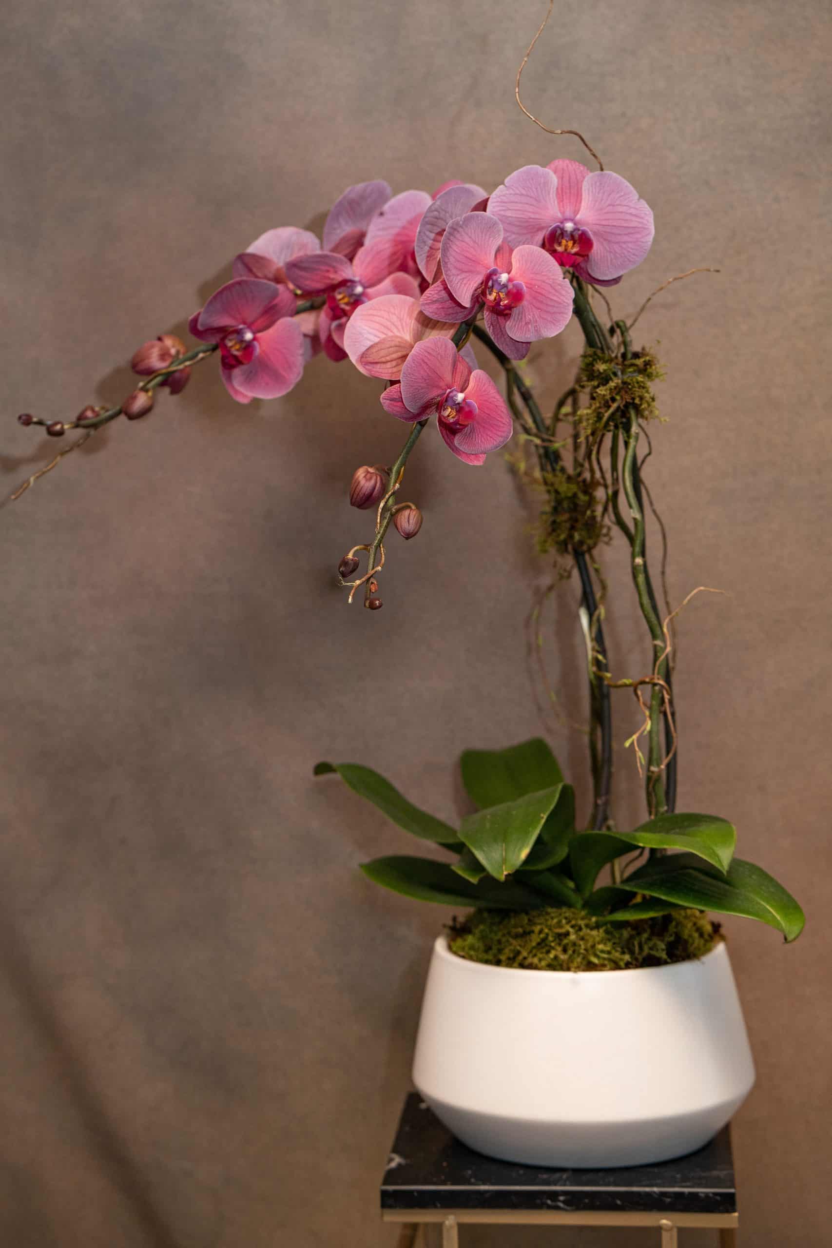 A pink orchid plant with several blooms and buds is arranged in a white pot with green leaves and moss, placed on a small table against a neutral background.