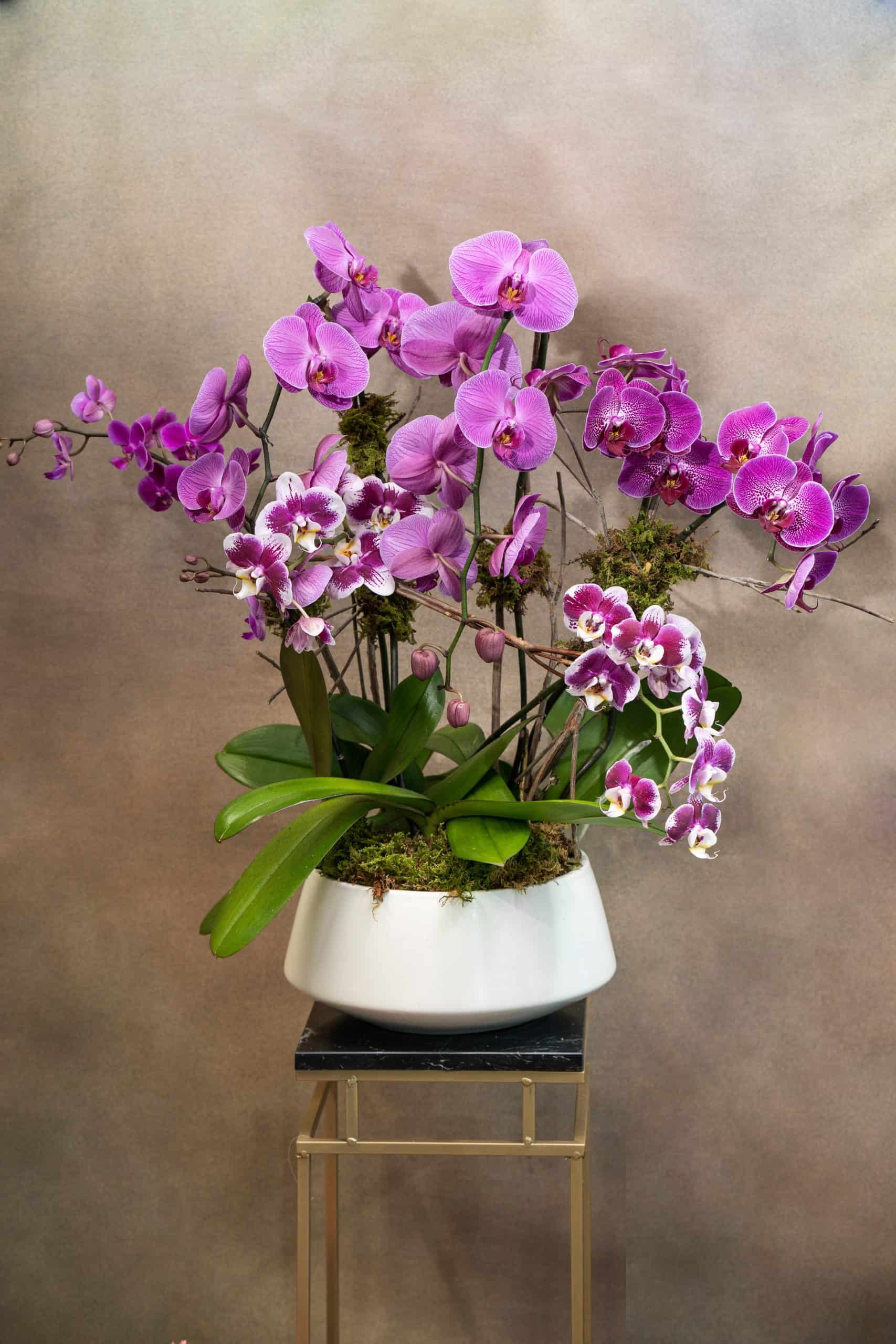 A white ceramic pot holds a lush arrangement of vibrant purple orchids with green leaves, displayed on a small stand against a neutral, softly blurred background.