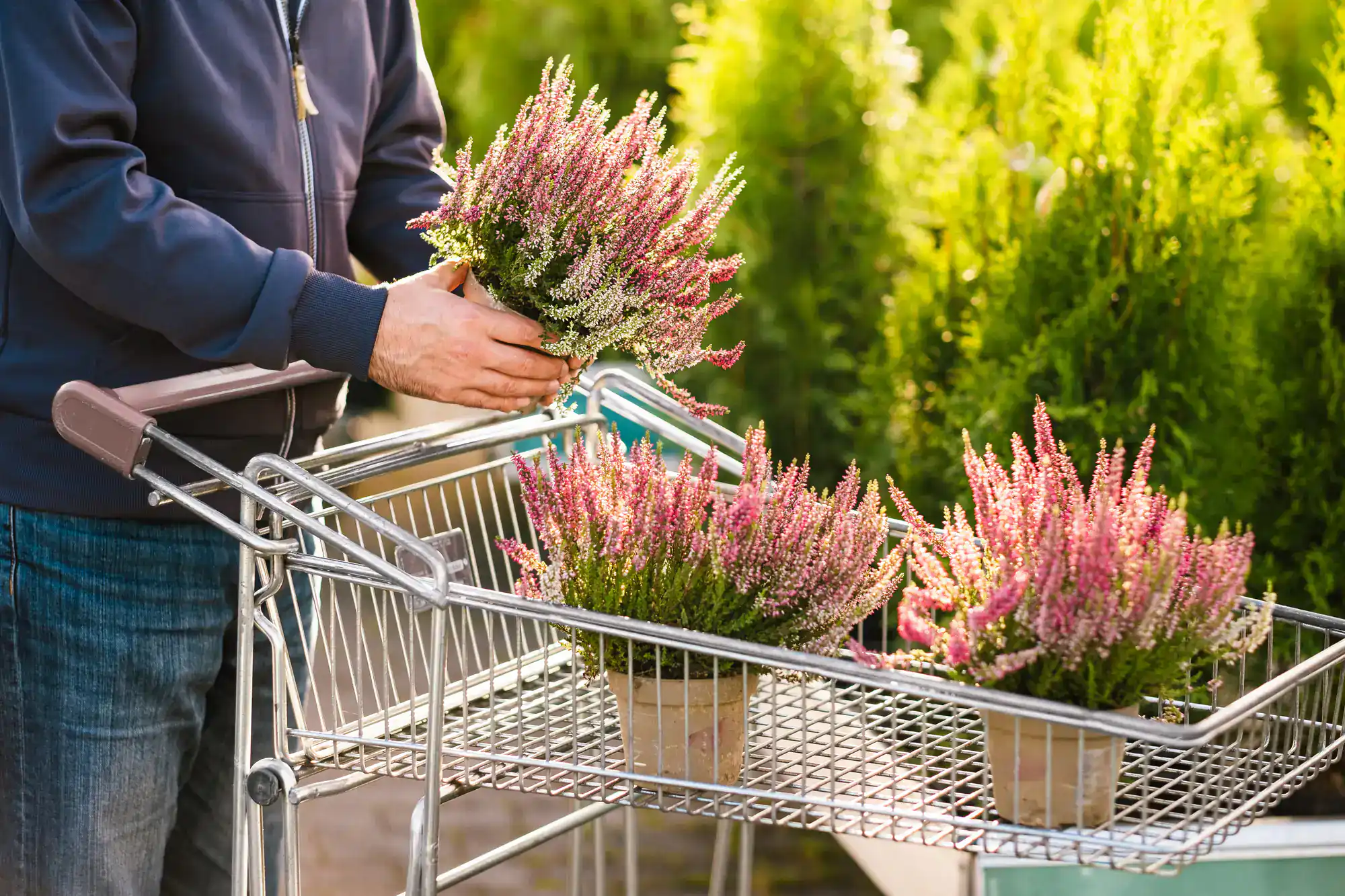 A person places potted heather plants with pink and white flowers into a shopping cart, surrounded by green plants outdoors.
