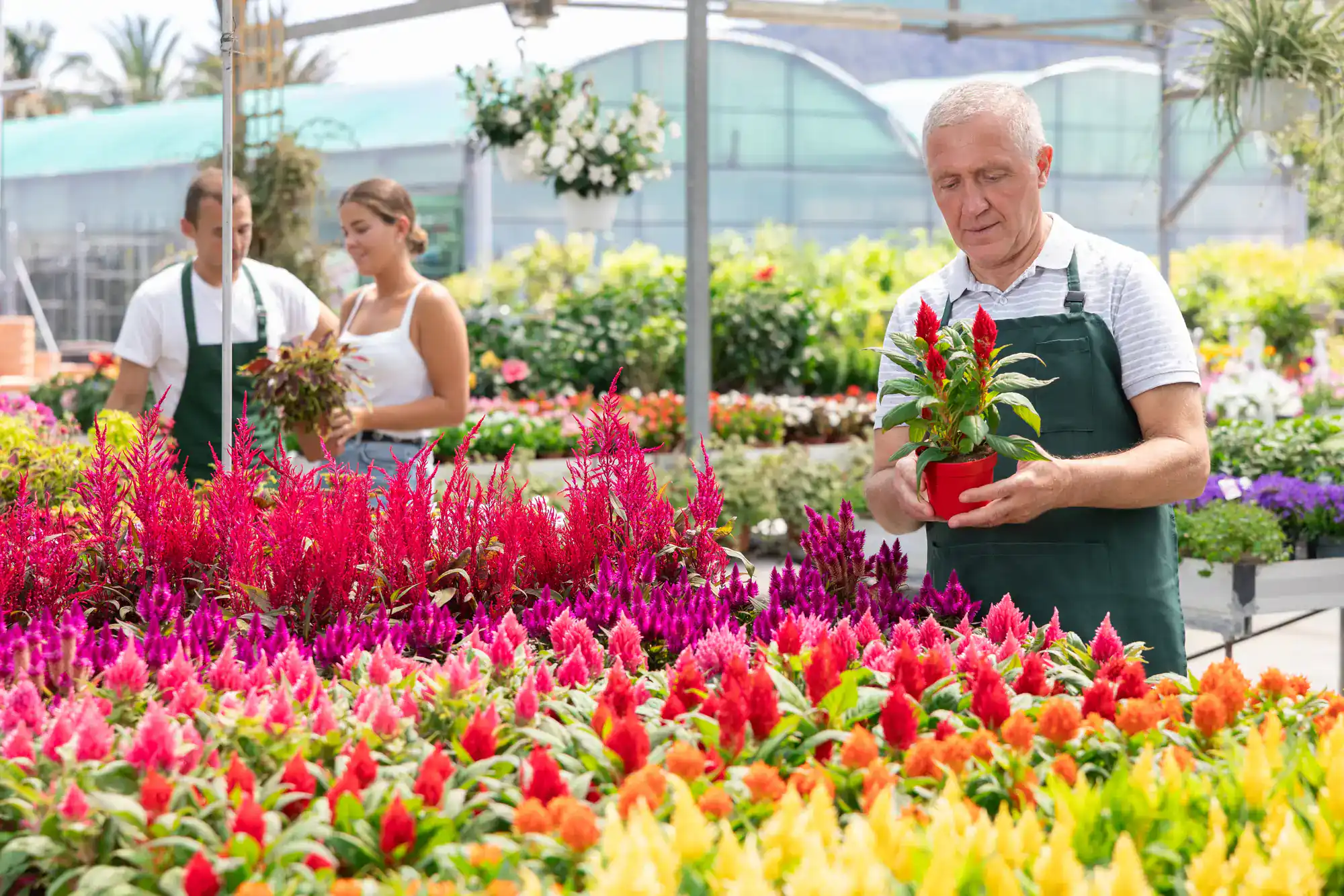 An older man in a green apron examines a potted plant in a greenhouse filled with colorful flowers, while two other people shop for plants in the background.