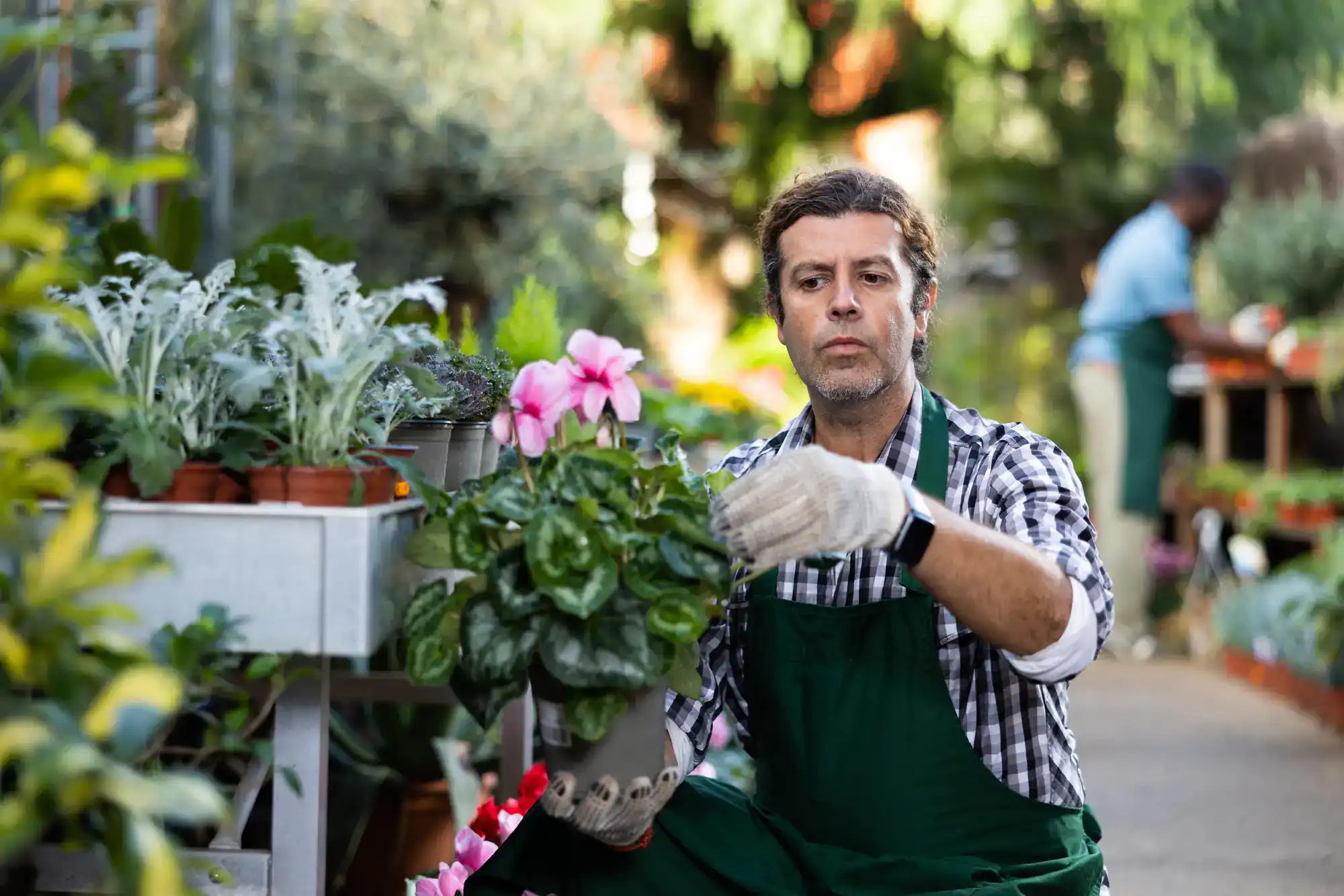 A man wearing a green apron and gloves tends to a potted plant with pink flowers at an outdoor garden center, surrounded by various other plants and greenery. Another person works in the background.