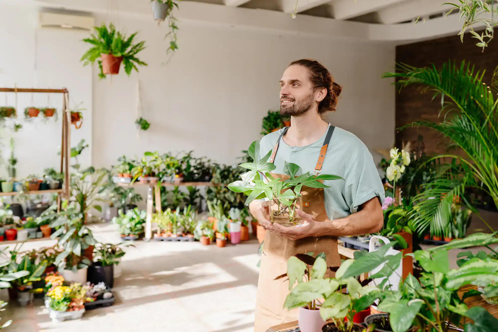 A man wearing a brown apron holds a potted plant and stands in a bright room filled with various green houseplants. Sunlight streams in, highlighting the lush, vibrant indoor garden.