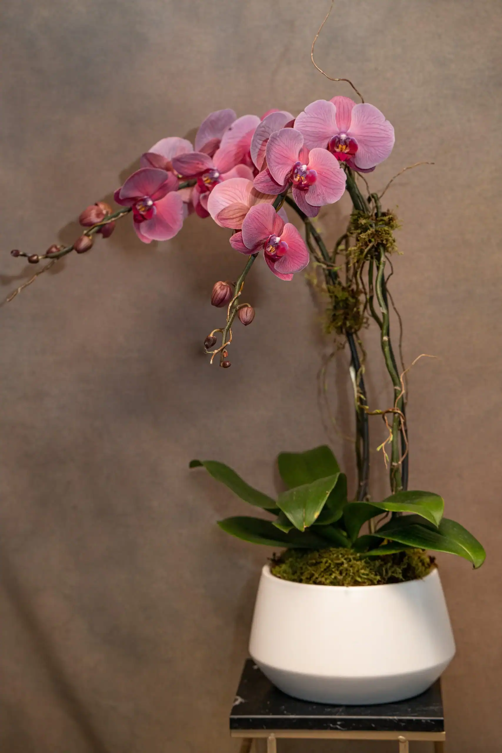 A potted orchid with vibrant pink-purple flowers and green leaves sits on a small black stand against a neutral background. The flowers arch gracefully, and some buds remain unopened.