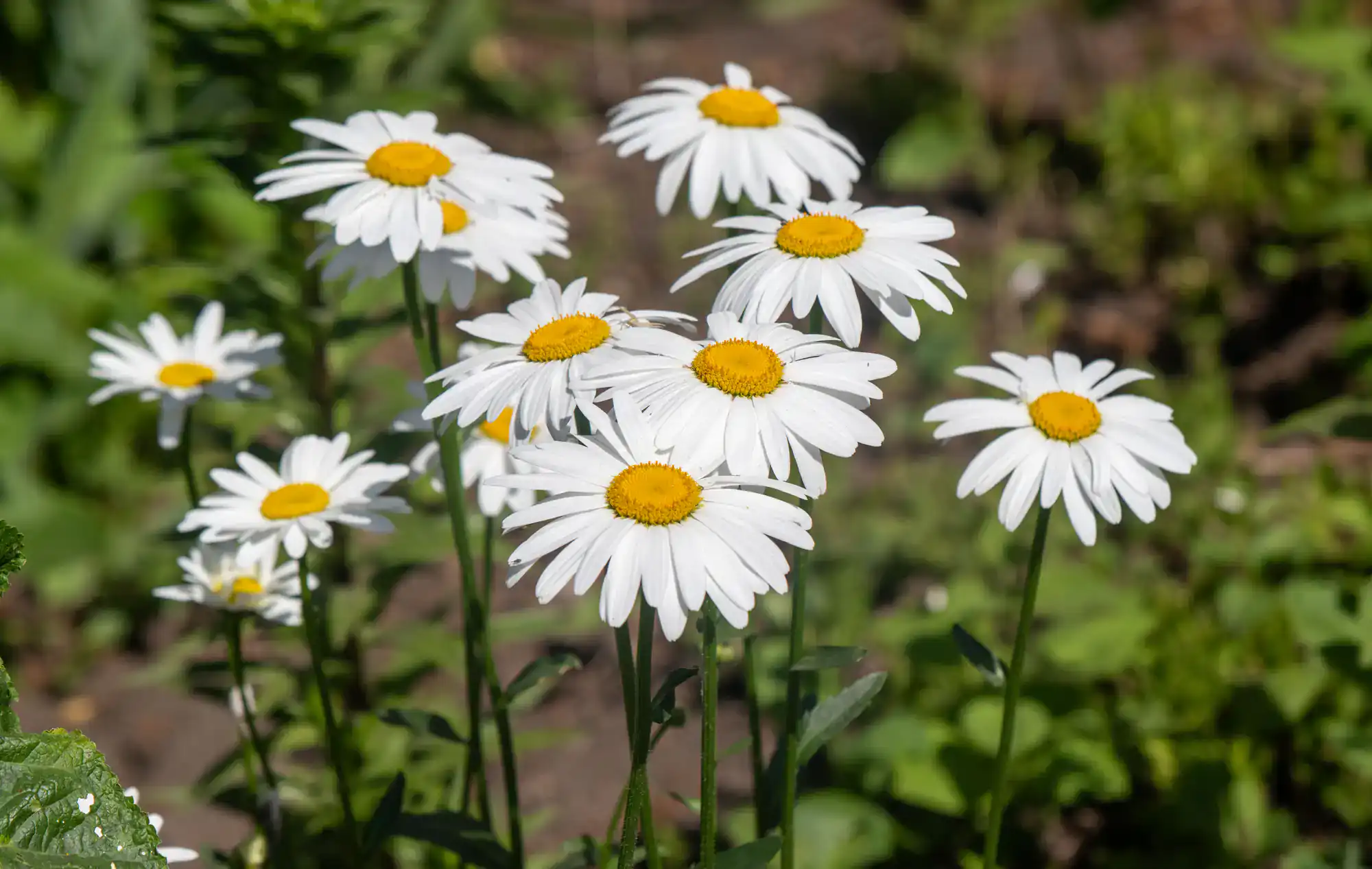 A cluster of blooming white daisies with yellow centers stands tall against a blurred background of green foliage and soil in a garden.