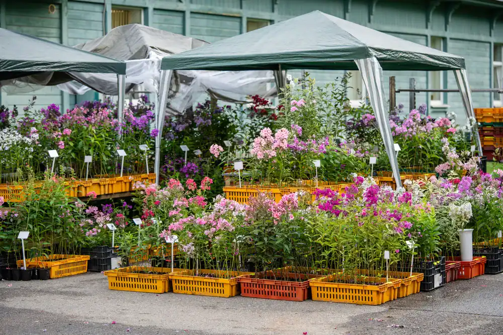 Colorful flowering plants in yellow and orange crates are displayed under tents at an outdoor market. Small white tags label each plant. A wooden building is visible in the background.