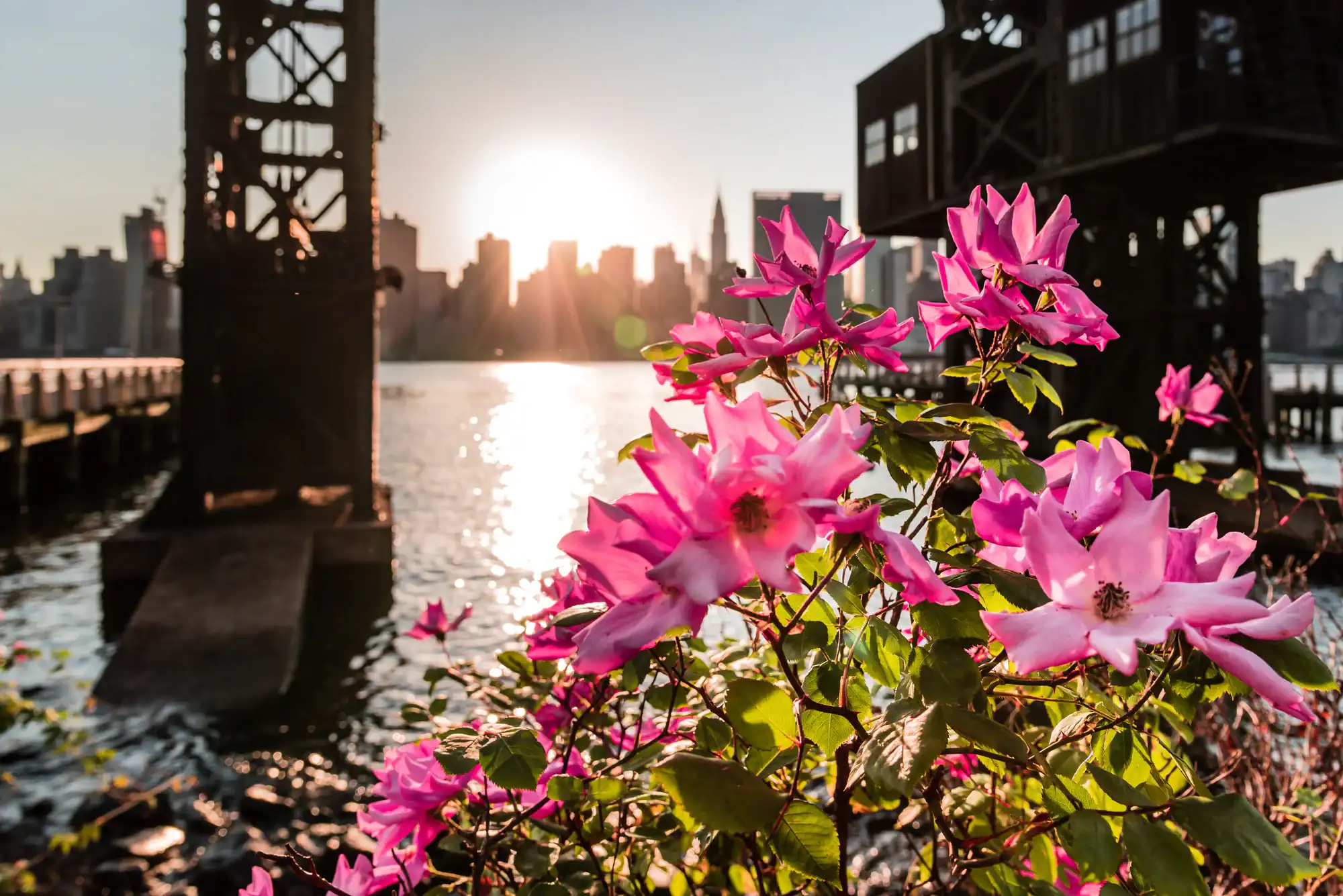 Bright pink flowers in the foreground with a city skyline and sun setting over water in the background, framed by metal structures along the waterfront.