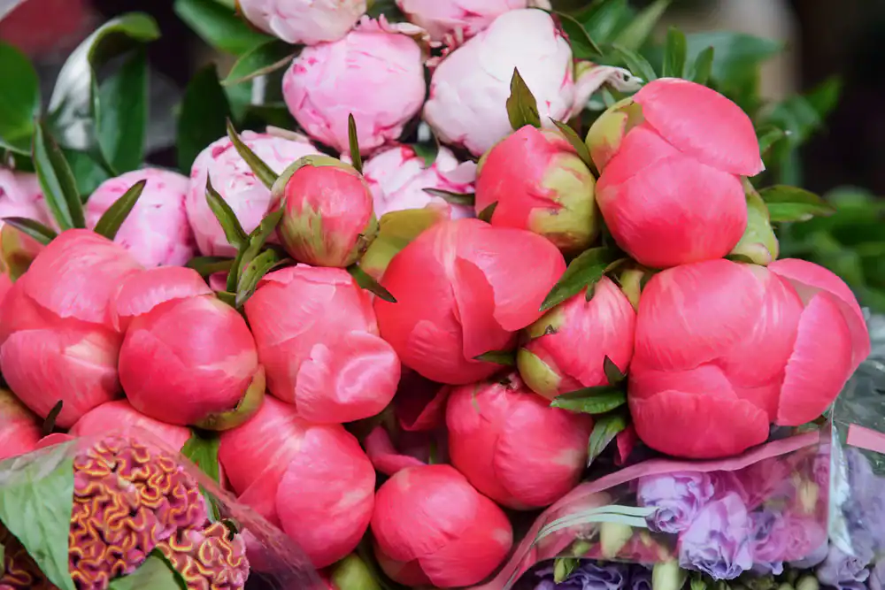 A close-up of a vibrant bouquet of pink peonies, some in full bloom and others still in bud form, surrounded by green leaves and other colorful flowers.
