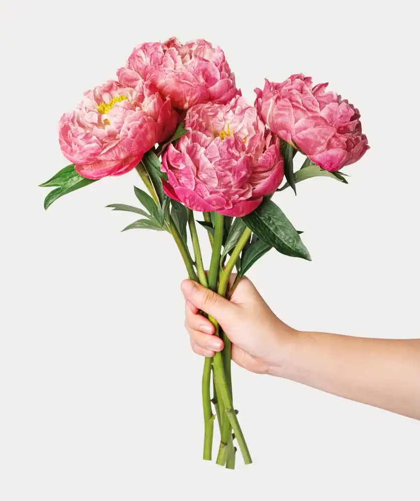 A hand holding a bouquet of five large, pink peonies with green leaves against a plain, light background.
