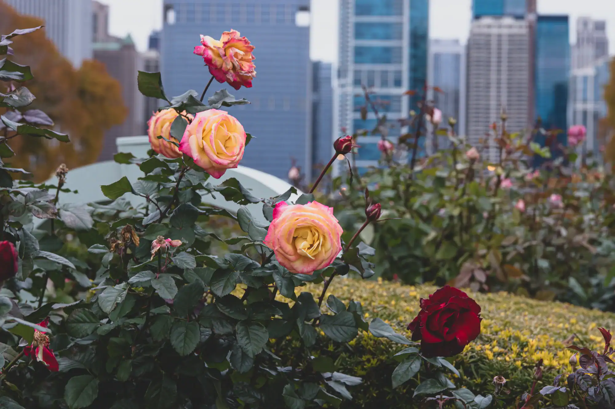 Yellow and pink roses bloom among green leaves in a garden, with a red rose nearby; tall city buildings rise in the blurred background under an overcast sky.