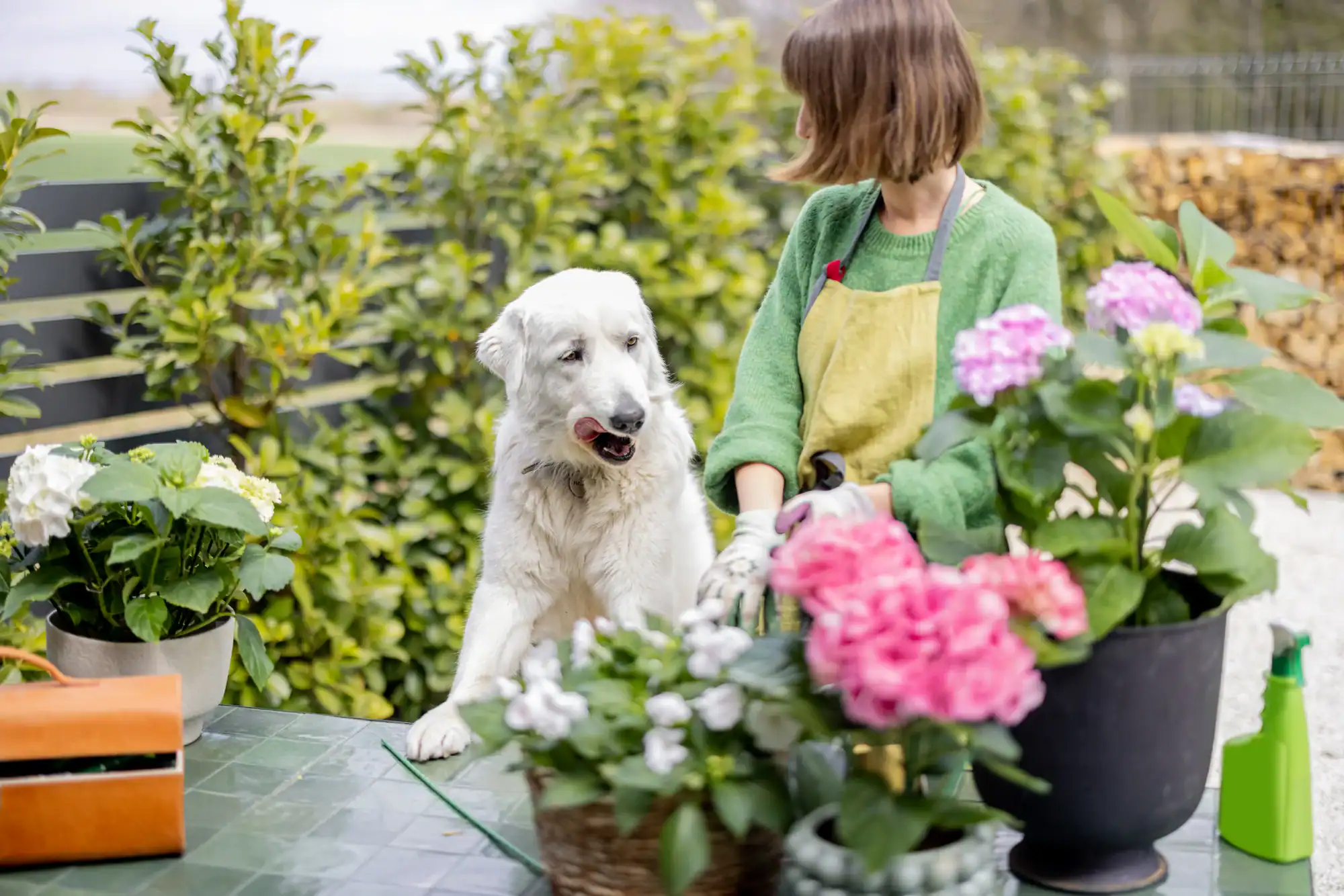 A woman in a green sweater and yellow apron sits at a garden table with blooming flowers, next to a large white dog. The dog is licking its lips, and greenery surrounds them.